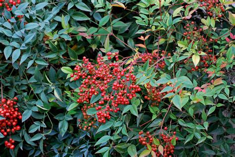La grevillea rosmarinifolia è una pianta arbustiva sempreverde con particolari fiori rossi che si sviluppano in estate. Il mondo in un giardino: A proposito di bacche: Nandina ...