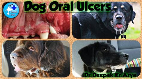 Dog Oral Ulcers Youtube