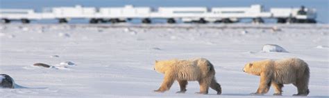 A Unique Rolling Lodge Surrounded By Polar Bears Webinar