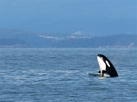 August 28th T99s Hunting Near Nanaimo And Again In The Strait Of