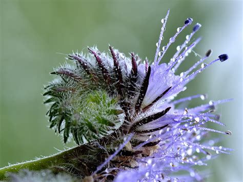 Mehr als 200 jahre später schreibt die äbtissin hildegard von bingen in ihrer physica über den rainfarn und empfiehlt ihn zur behandlung von schnupfen. Rainfarn-Phazelie Foto & Bild | pflanzen, pilze & flechten ...