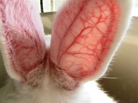 Bunny Ear Veins Bunny Ear Ear Bunny