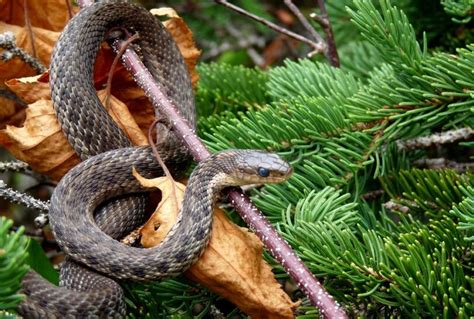 Most Poisonous Snakes In The World A Top Of Venomous Crawlies