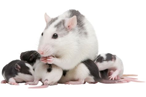 How To Care For Pregnant Rats And Baby Rats Pethelpful