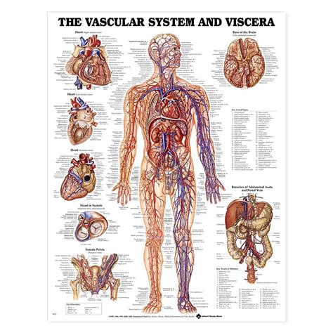 Anatomy Charts Posters Vascular System And Viscera Anatomical Chart