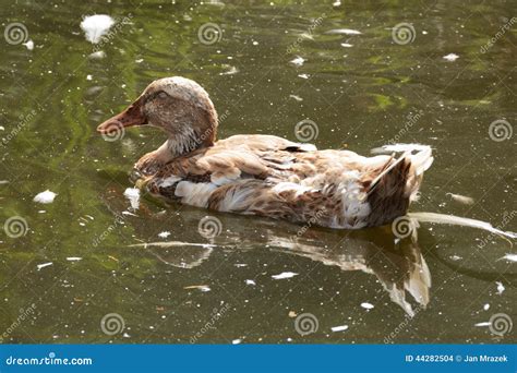 Sleeping Happy Duck Stock Photo Image Of Bird Swimming 44282504