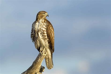 red tailed hawk ⋆ tucson audubon