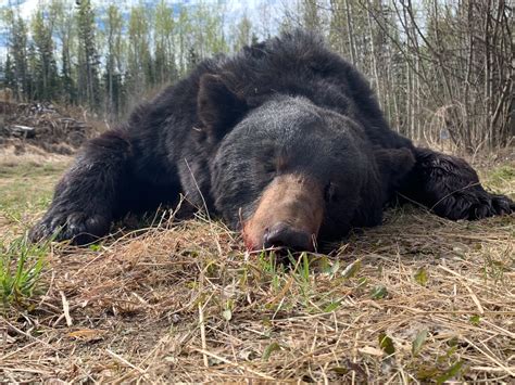 Alberta Spring Black Bear Hunting Trips Guided Black Bear Hunting