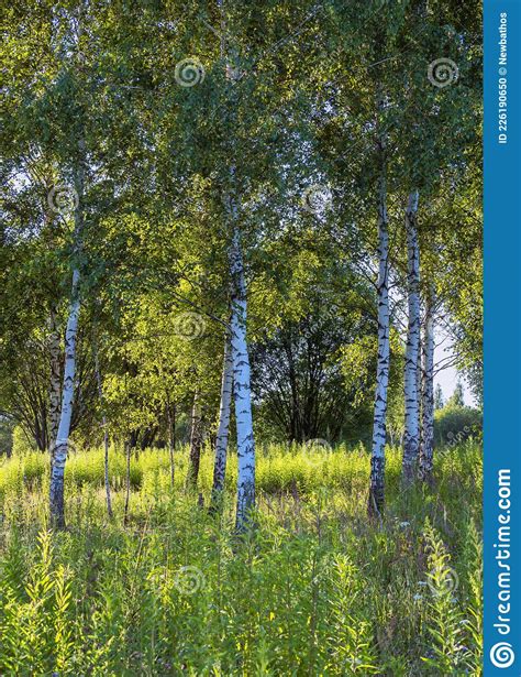 A Group Of Birches In A Forest Clearing Summer Forest Landscape With