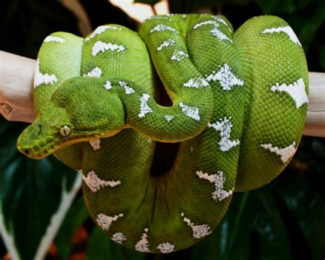 Emerald Tree Boa Facts Habitat Diet Life Cycle Baby Pictures
