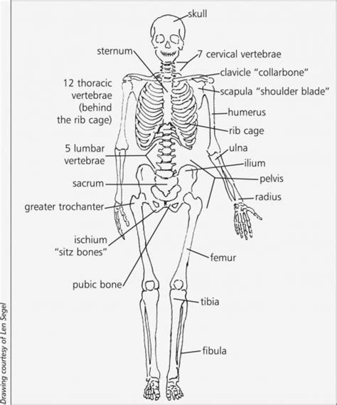 15 Diagrams Of The Bones Skeletal System Labeled Diagram Well Anatomy