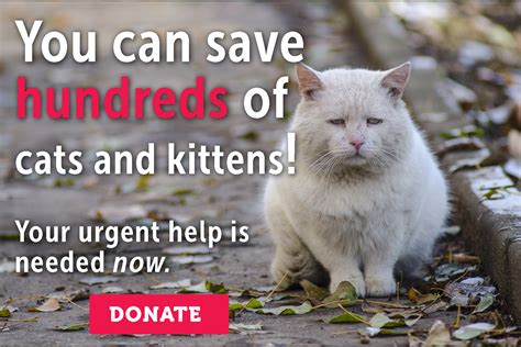 You Can Help Save Hundreds Of Cats First Coast No More Homeless Pets