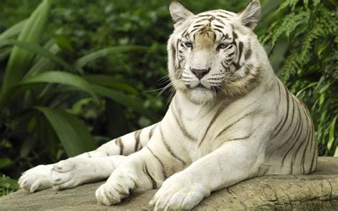 Suzys Animals Of The World Blog The Siberian Tiger White