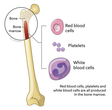Long Bone Diagram Red Marrow What Is The Structure Of A Long Bone