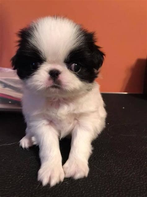View Image 1 For Temperate Japanese Chin Puppies For Adoption Grande
