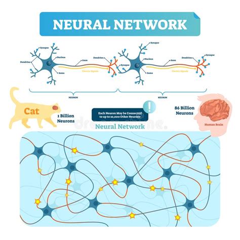 Neural Network Vector Illustration Neuron Structure And Net Diagram