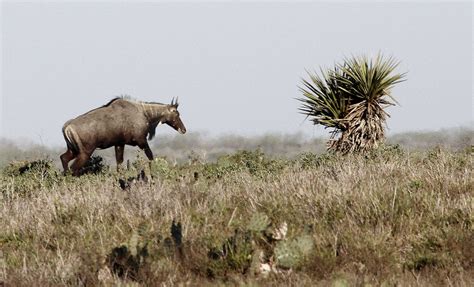 How to find land for sale. Texas Parks and Wildlife Department expands its options to ...