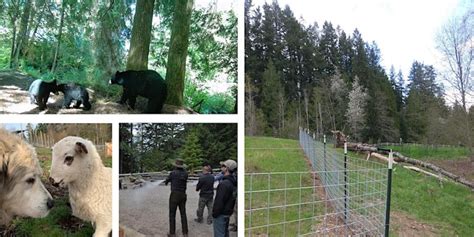 Friday April 14 · 1pm 230pm Pdt Bear Safety And Coexistence Workshop