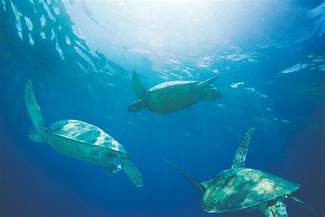 Snorkeling With Turtles In Honolulu Galerie
