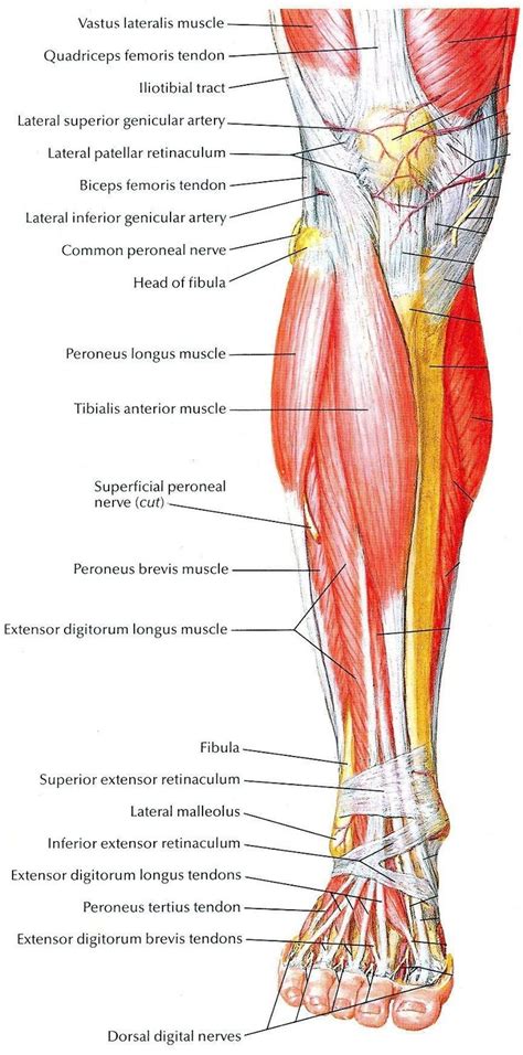 Pin By Skybreaker1173 On Anatomy Muscle Anatomy Yoga Anatomy Leg