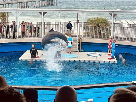 Dolphin Show Zoochat