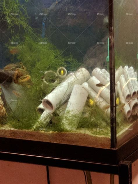 1 tube aquarium safe silicone. Foap.com: cichlids peeking out of diy aquarium caves beside ... | Diy aquarium, Aquarium, Cichlids