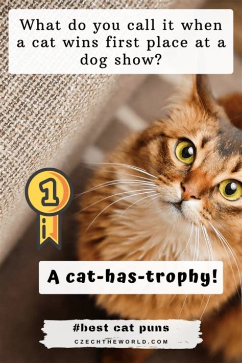 205 Best Cat Puns And Jokes That Are Simply Paw Some