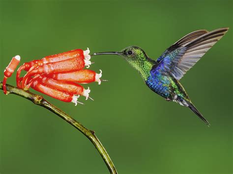 Beautiful Hummingbird Amazing Beautiful Birds Pinterest