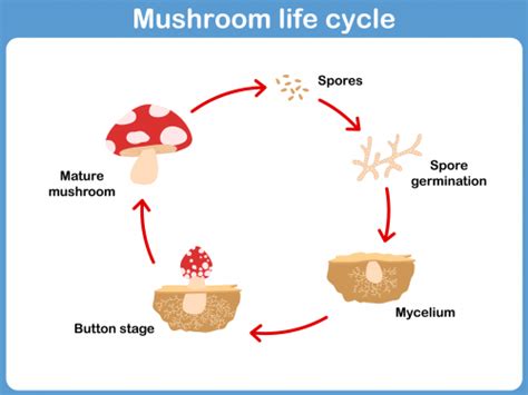 Describe The Life Cycle Of Mushroom