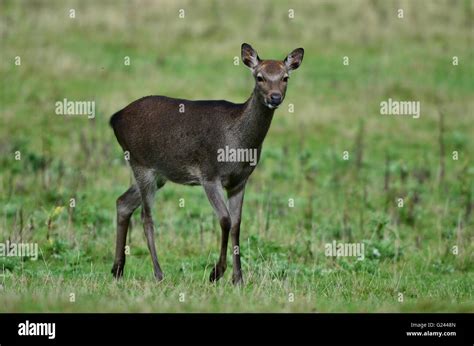 Female Sika Deer Stock Photo Alamy