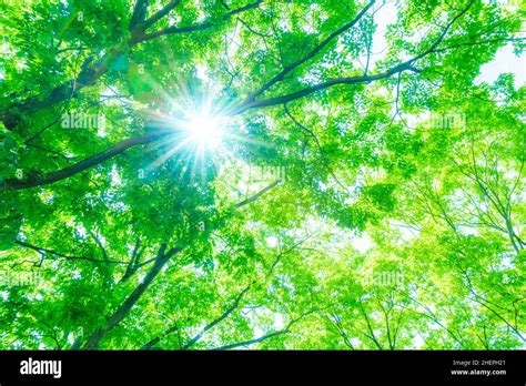 Fresh Greenery And Sunlight Through Trees Stock Photo Alamy