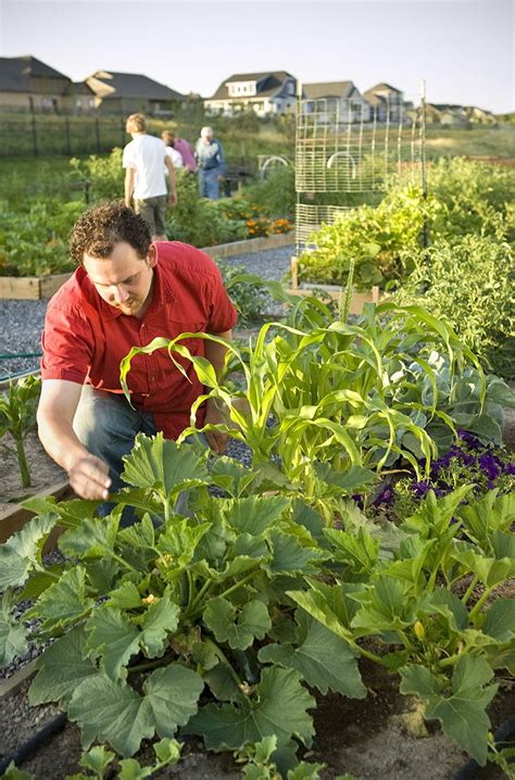 See more ideas about veggie garden, vegetable garden, backyard garden. You can rent different sized garden plots for your ...