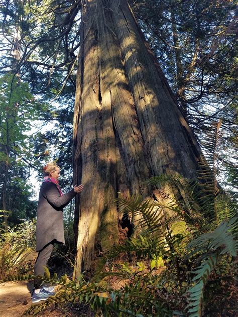 You Can See The 1000 Year Old Cedar On The North Trail It Is One Of A