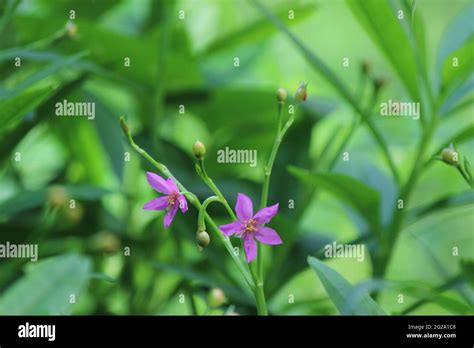 Talinum Paniculatum Gas Nivithi Plants With Flowers Succulent