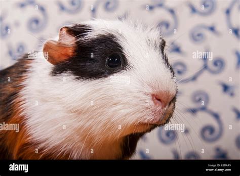 American Crested Guinea Pig Pup Stock Photo Alamy