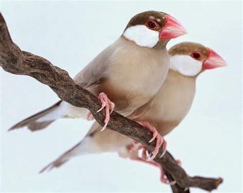 Aneka Jenis Burung Pemakan Biji-bijian, Apa Ciri-cirinya? | Hikmah Di Balik Kisah