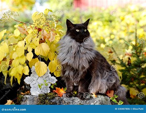 A Handsome Norwegian Forest Cat Male Outdoors Stock Photo Image Of