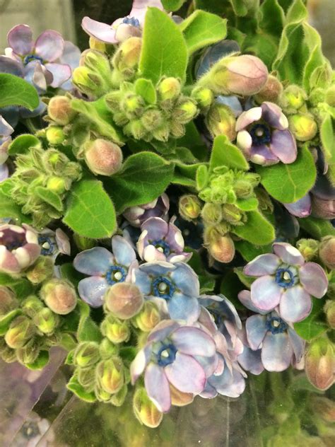 The song is named after the titular flower, which symbolizes hearts that believe in each other and blissful love in the language of the flowers. Blue Tweedia | Succulents, Plants, Garden