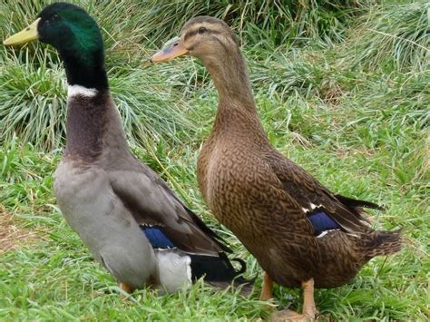 13 Best Types Of Ducks For Pets Collection Pet Adoption Toronto