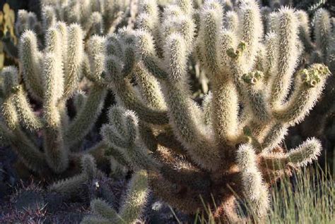 Indian Desert Plants With Names