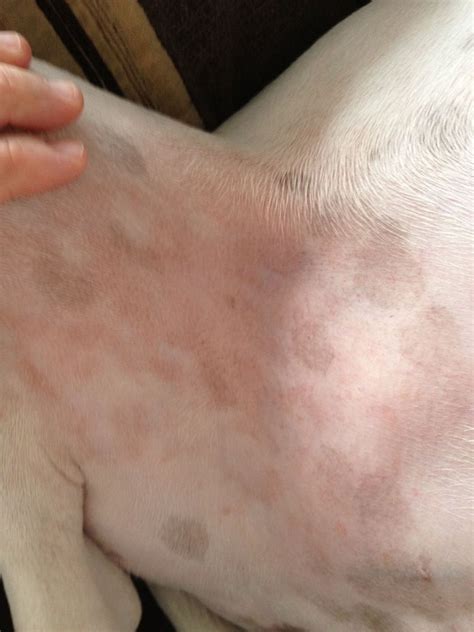 Treating Itchy Rash On Dog Dermacton Review Itchy Red Rash On Dog