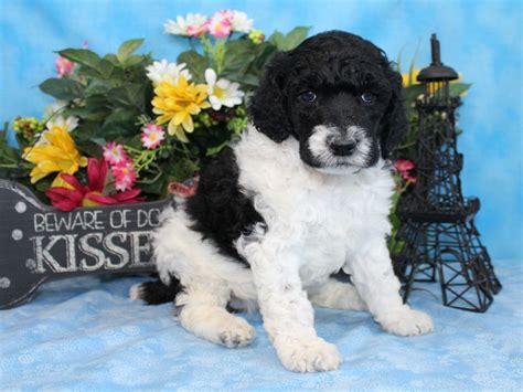 Dreamtime parti poodles reserves the right to refuse to sell to anyone and/or to cancel a sale for any reason with no explanation necessary. Puppies for sale - Poodle -Standard (Barbone), Parti ...