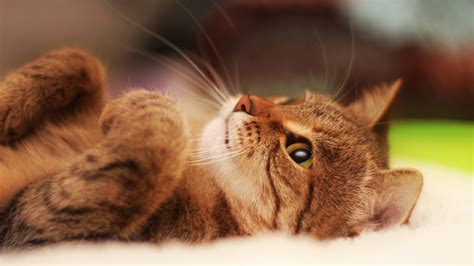 Multiple sizes available for all screen sizes. HD Cat Wallpapers 1920x1080 (69+ images)