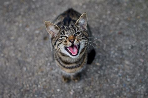 Ihre katze wird sich einen anderen ort in der wohnung suchen. Die Katze schnurrt im Schlaf - Warum macht sie das?