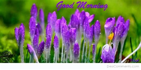 Purple Flower Good Morning