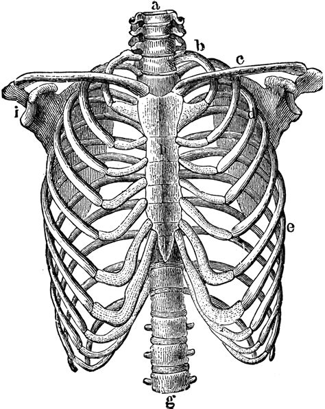 The rib cage, shaped in a mild cone shape and more flexible than most bone sets, is made up of varying elements such as the thoracic vertebra, 12 equally paired ribs, costal. Thorax Skeleton | Rib cage drawing, Engraving illustration ...
