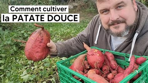 Comment Cultiver La PATATE DOUCE YouTube