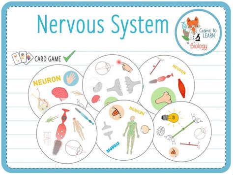 Nervous System Card Game Ks34 Teaching Resources