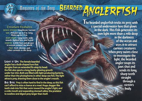 Bearded Anglerfish Wierd Nwild Creatures Wiki Fandom Powered By Wikia