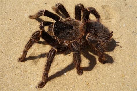 Die brasilianische wanderspinne ist eine spinne aus der familie der kammspinnen (ctenidae). Die 10 Größten Spinnen Der Welt! - Rekord Tiere